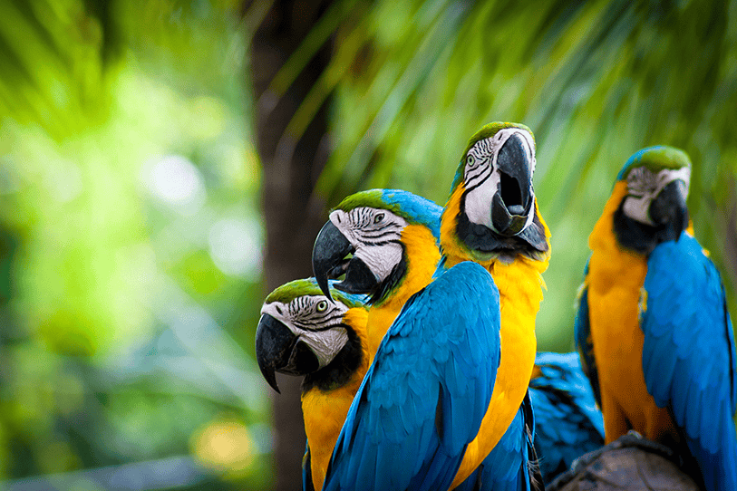 Colorful parrots at Wings the Bird Park at Ramoji Film City